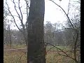 Две белочки в парке