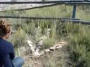 Matthew Shepard Fence
