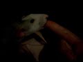 Clay the rat Clay the rat