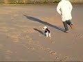 Tibby the Tibetan Terrier