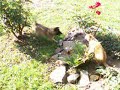 Tervueren Puppy vs. Cat.divx