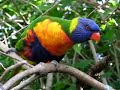 Rainbow Lorikeet Rainbow Lorikeet