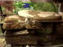 Alfiot-Crazy turtle