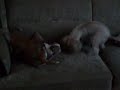 Luna en Quinty Luna en Quinty
