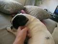 itchy der hund 1