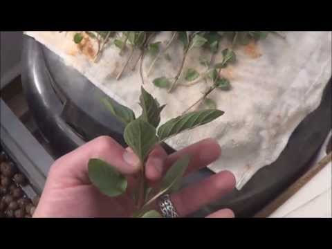 how to plant mint stems