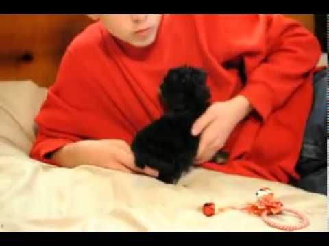 My Sweet Abigail playing on the bed