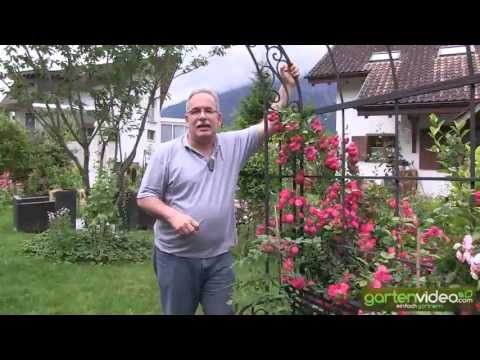 Rosenbogen mit Kletterröslein Just