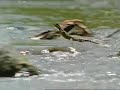 MIGHTY LIZARD! MIGHTY LIZARD!