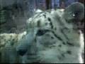 Snow Leapord