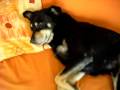 videos de Nenen