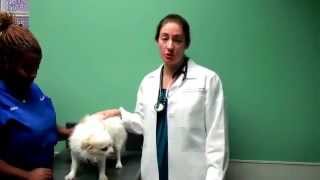 Anal Glands with Dr. Fanning - Animal Medical Hospital, Charlotte