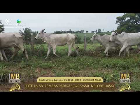 524� LEIL�O VIRTUAL MB LEIL�ES