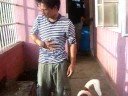 Isda ni Bayang