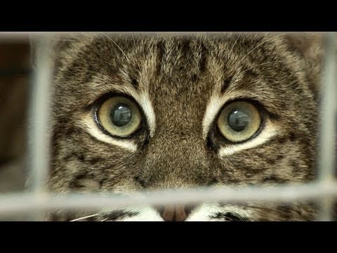 bobcat