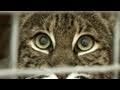 Bellona the Bionic Bobcat!