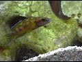 Neolamprologus buescheri Kamakonde