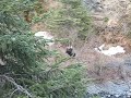 Pendulum Swing in Alaska