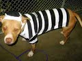 Dog Death Row