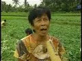 Mount Mayon volcano  erupt