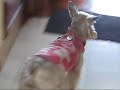 Bachi,mas que un perrito!!!!!!!