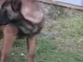 Pastor Belga Malinois video