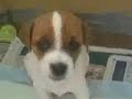 jack russell puppy love