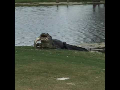 I Could See How This Gator Eating Lunch Could Distract Your Golf Game