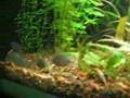 Pelvicachromis Pulcher rojo con alevines