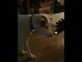 Our dogs first trains sighting