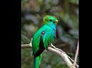 Hummingbirds and Quetzals of Costa Rica