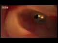 Horror story Candiru the Toothpick Fish - Weird Nature - BBC animals