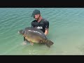     PB carp from Gigantica in France