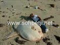 en ilgin� en tuhaf hayvanlar