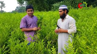 কামিনী(orange jasmine) - পাতা...