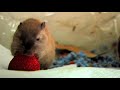 Gerbil Eats Strawberry Gerbil Eats Strawberry