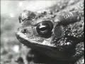 Frogs, Toads & Salamanders 1932 Frogs, Toads & Salamanders 1932