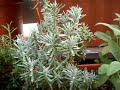 Rosmarin, Lavendel und Salbei - Team