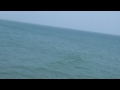 Click here to watch this video Surfers, Dolphins, and a 