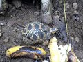 little turtle