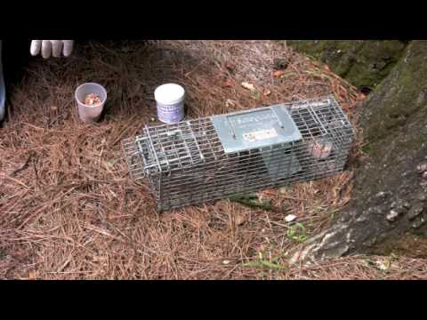 Chipmunk Trap Set