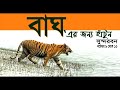 WALK for the TIGER