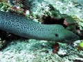 Free Swimming Moray