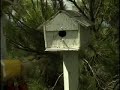 killer-bees.html