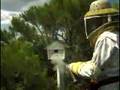 Killer Bees and Removal (Africanized)