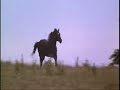 The wonderful black horse -  Der schwarze Hengst