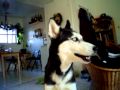 Mishka says "I