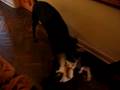 Big fight..never mind the furniture