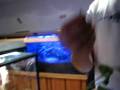 Chilobrachys Sp. Tutorial 2_