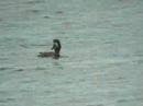 Scaup